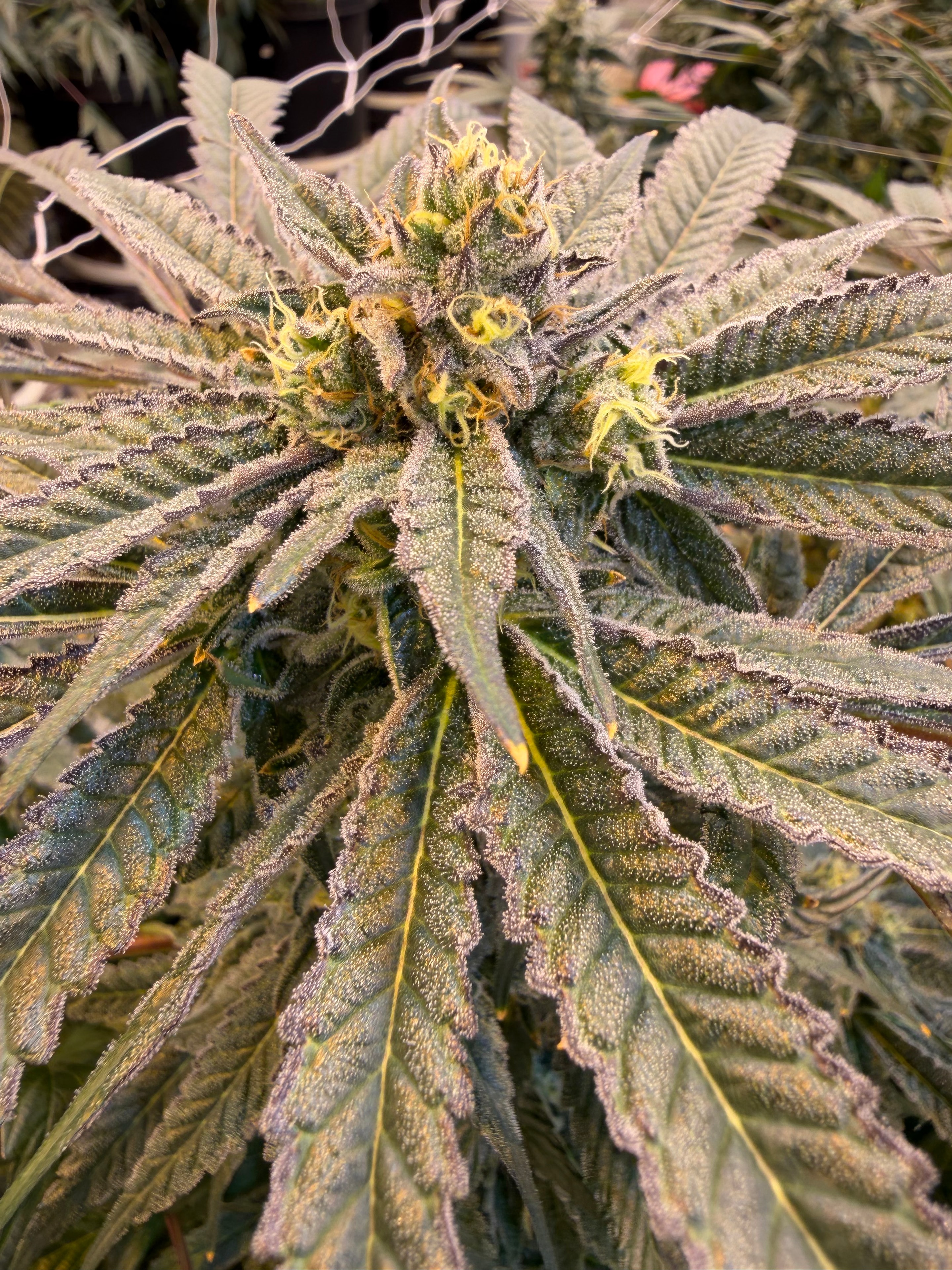 GDP Original